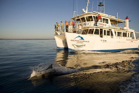 Jervis Bay Dolphin Watch Cruise - Accommodation Tasmania 3