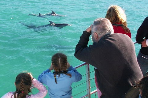 Jervis Bay Dolphin Watch Cruise - Accommodation Tasmania 4
