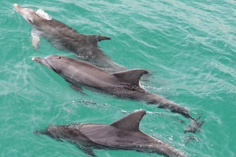 Jervis Bay Dolphin Watch Cruise - Accommodation Tasmania 5