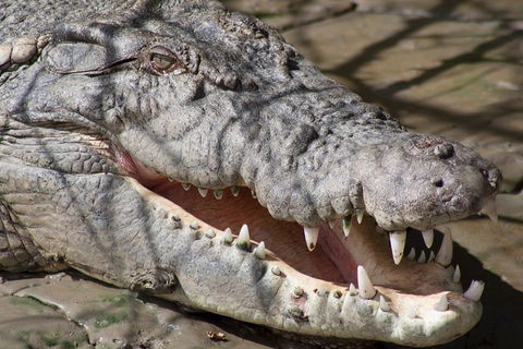 Whitsunday Crocodile Safari Including Lunch - Accommodation Tasmania 1