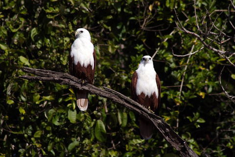 Whitsunday Crocodile Safari Including Lunch - Accommodation Tasmania 2