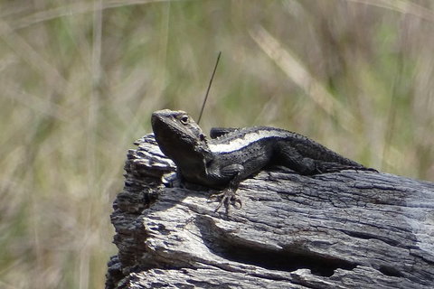 Inside The Greater Blue Mountains World Heritage - A Private Wildlife Safari Overnight - Accommodation Tasmania 2