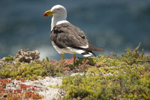 From The Mountains To The Bay - 4 Day Rediscovery Small Group Tour - Accommodation Tasmania 1