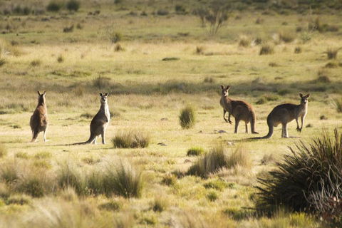 From The Mountains To The Bay - 4 Day Rediscovery Small Group Tour - Accommodation Tasmania 4