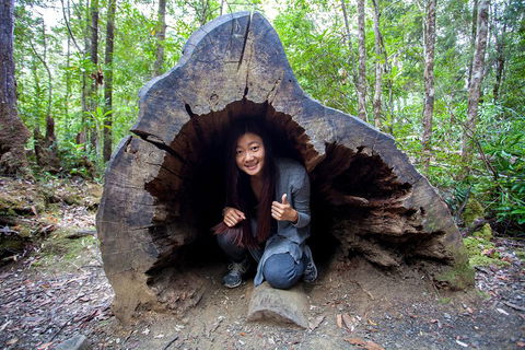 Tahune Airwalk Active Day Trip From Hobart Including Hastings Caves - Accommodation Tasmania 2