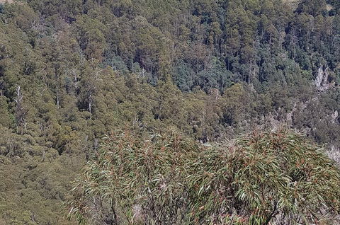 Leven Canyon Day Trip Including Wings Wildlife Park Or Gunns Plains Caves - Accommodation Tasmania 4