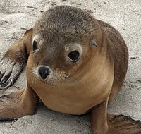 Kangaroo Island Scenic Trail Tour - Accommodation Tasmania