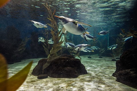 SEA LIFE Sydney Aquarium Entrance Ticket - Accommodation Tasmania 0