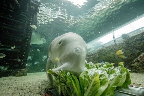 SEA LIFE Sydney Aquarium Entrance Ticket - Accommodation Tasmania 2
