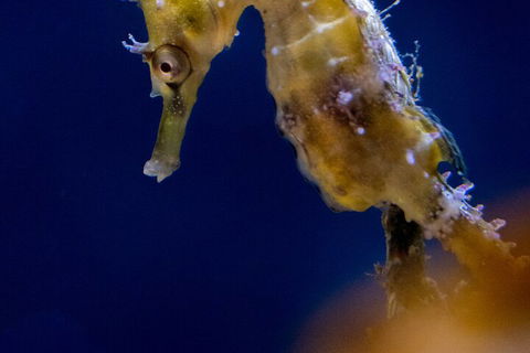 SEA LIFE Sydney Aquarium Entrance Ticket - Accommodation Tasmania 4