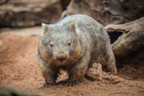 WILD LIFE Sydney Entrance Ticket - Accommodation Tasmania 0