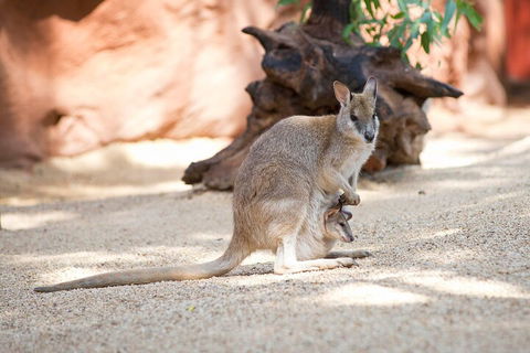 WILD LIFE Sydney Entrance Ticket - Accommodation Tasmania 2