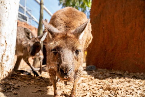 WILD LIFE Sydney Entrance Ticket - Accommodation Tasmania 3