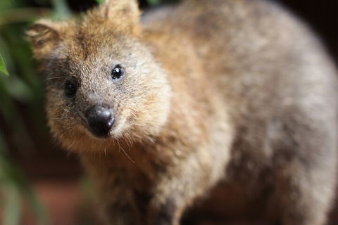 WILD LIFE Sydney Entrance Ticket - Accommodation Tasmania 4