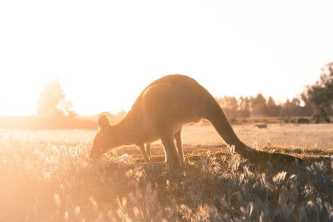 Small Group: Mornington Peninsula Hike And Hot Springs Day Tour From Melbourne - Accommodation Tasmania 0