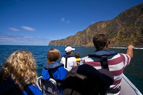 Seal Island Boat Tour From Victor Harbor - Accommodation Tasmania 0