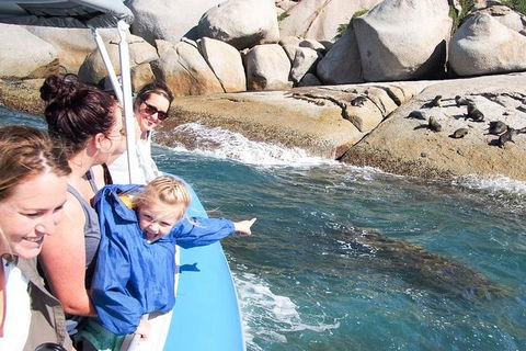 Seal Island Boat Tour From Victor Harbor - Accommodation Tasmania 4