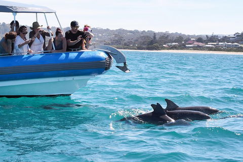 Seal Island Boat Tour From Victor Harbor - Accommodation Tasmania 5