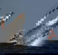 Sydney Harbour Tall Ship Whale  Sail - Whale Watching Cruise - Accommodation Tasmania