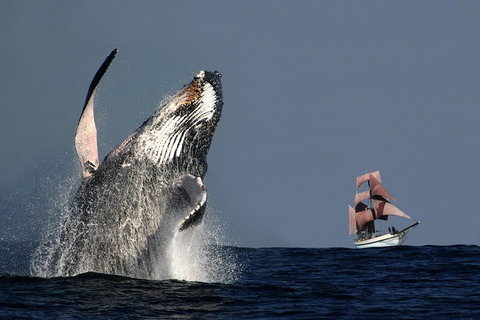 Sydney Harbour Tall Ship Whale & Sail - Whale Watching Cruise - Accommodation Tasmania 0