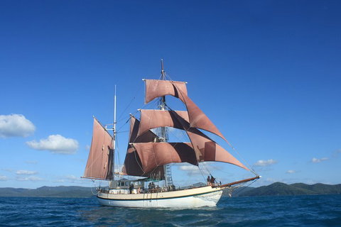 Sydney Harbour Tall Ship Whale & Sail - Whale Watching Cruise - Accommodation Tasmania 1