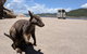 Magnetic Island Tour: Maggie Comprehensive - thumb 0