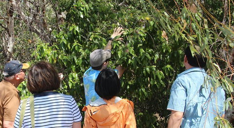Magnetic Island Tour: Maggie Comprehensive - Accommodation Tasmania 4