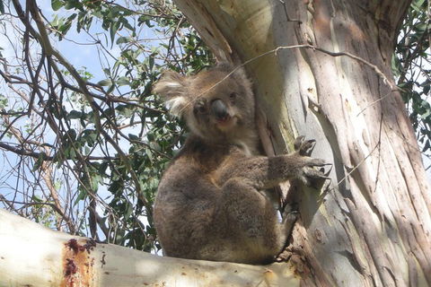 Small-Group Great Ocean Road Classic Day Tour From Melbourne - Accommodation Tasmania 1