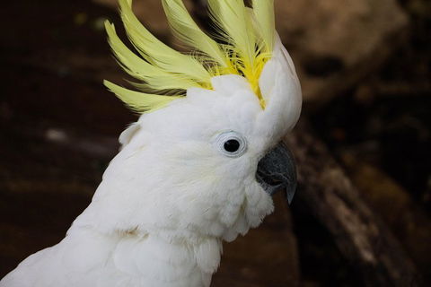 Cairns ZOOM And Wildlife Dome - Accommodation Tasmania 2