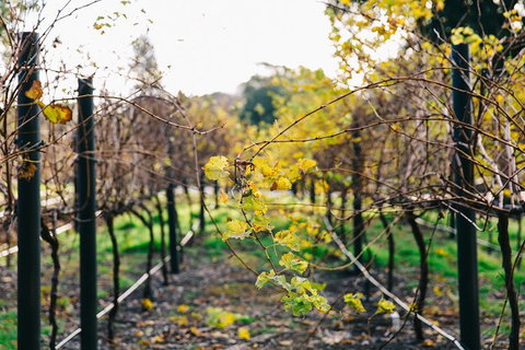 Australian Wine Discovery Tour Ticket - Accommodation Tasmania 4