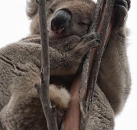 2-Day Kangaroo Island 4WD Small-Group Tour from Adelaide - Accommodation Tasmania