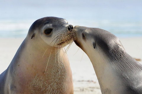 2 Day Ultimate Kangaroo Island With Return Ferry - Accommodation Tasmania 2