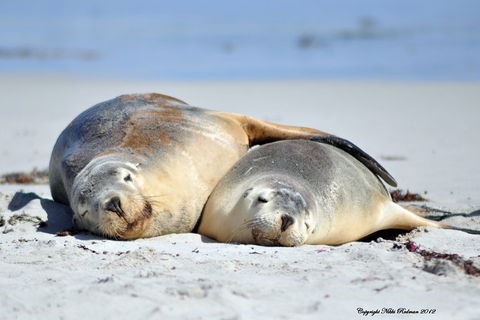NEW TOUR - Kangaroo Island Road To Recovery Tour (1 Day/1 Night) - Accommodation Tasmania 1