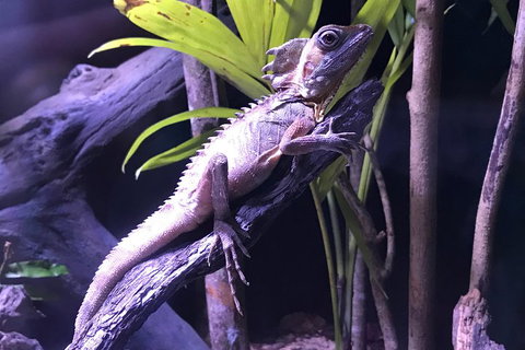 Cairns Aquarium Admission Ticket - Accommodation Tasmania 0