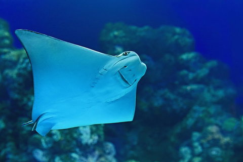 Cairns Aquarium Admission Ticket - Accommodation Tasmania 2
