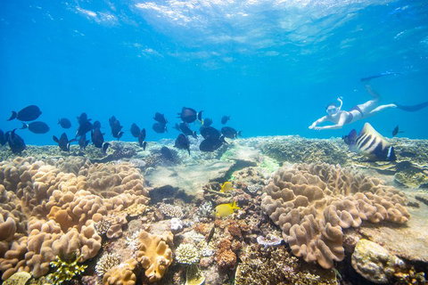 Outer Reef Pontoon Experience From Cairns - Accommodation Tasmania 4