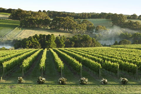 Mornington Peninsula Winery Tours With Cheese, Chocolate Tastings From Melbourne - Accommodation Tasmania 4
