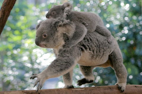 Lone Pine Koala Sanctuary Admission With Brisbane River Cruise - Accommodation Tasmania 0