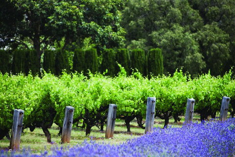 Ultimate Penfolds Magill Estate Experience - Accommodation Tasmania 1