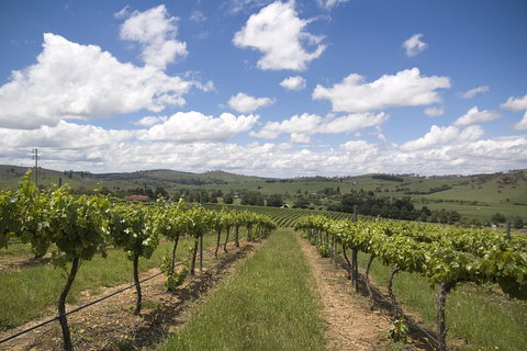 Hunter Valley Wine Tour From Sydney Incl Lunch, Cheese, Chocolate And Distillery - Accommodation Tasmania 0