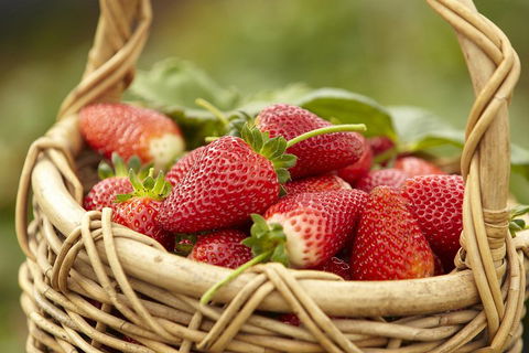 Mornington Peninsula Farm Produce Wine And Cider Tour - Accommodation Tasmania 1