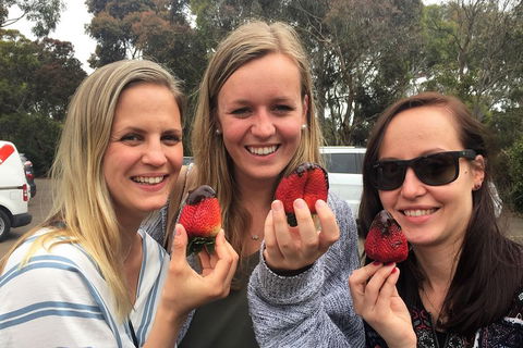 Mornington Peninsula Farm Produce Wine And Cider Tour - Accommodation Tasmania 4