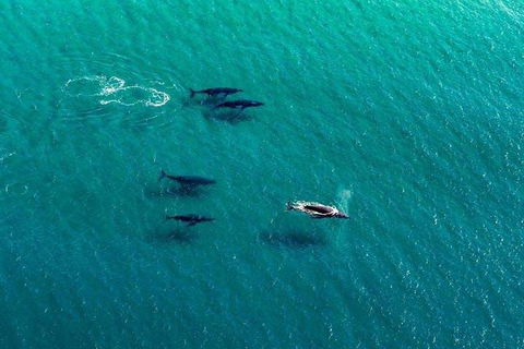 25-30 Minute Newcastle & Macquarie Helicopter Shared Flight - Accommodation Tasmania 4