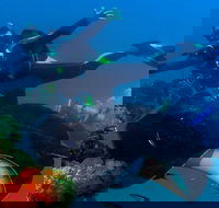 Scuba Dive the S.S. Yongala Wreck on the Great Barrier Reef. - Accommodation Tasmania