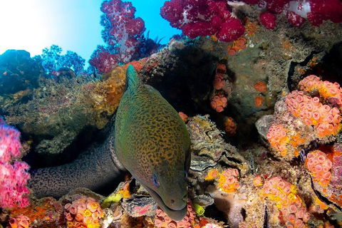 Scuba Dive The S.S. Yongala Wreck On The Great Barrier Reef. - Accommodation Tasmania 1