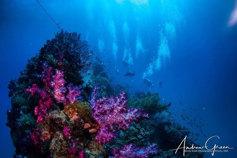 Scuba Dive The S.S. Yongala Wreck On The Great Barrier Reef. - Accommodation Tasmania 2