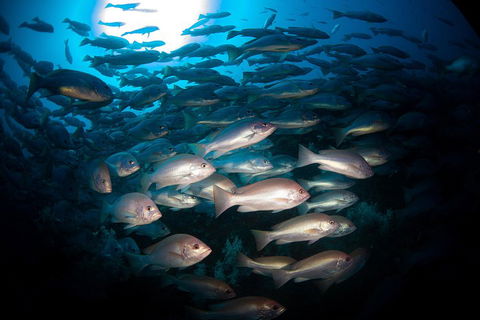 Scuba Dive The S.S. Yongala Wreck On The Great Barrier Reef. - Accommodation Tasmania 4