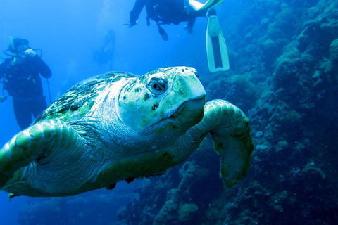 Scuba Dive The S.S. Yongala Wreck On The Great Barrier Reef. - Accommodation Tasmania 5