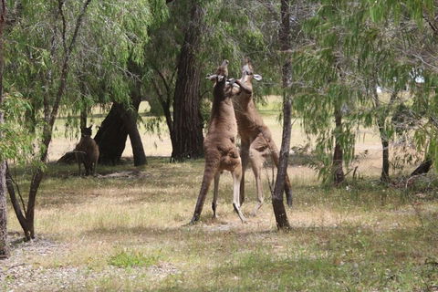 Margaret River Coastal And Wildlife Eco Trip From Busselton Or Dunsborough - Accommodation Tasmania 1